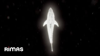 Yandel - Bling Bling (Visualizer) / Infinito