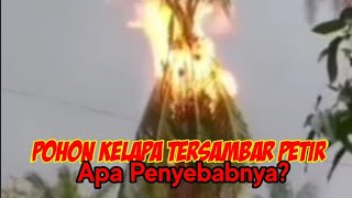Download lagu POHON KELAPA MENJADI OBJEK PETIR, INI ALASANNYA!!! mp3