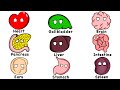Every Human Organ Explained In 11 Minutes