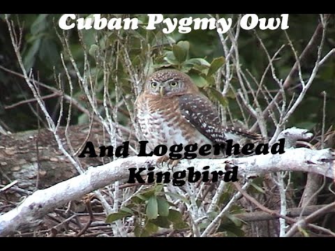 Cuban Pygmy Owl Glaucidium siju and Loggerhead Kingbird