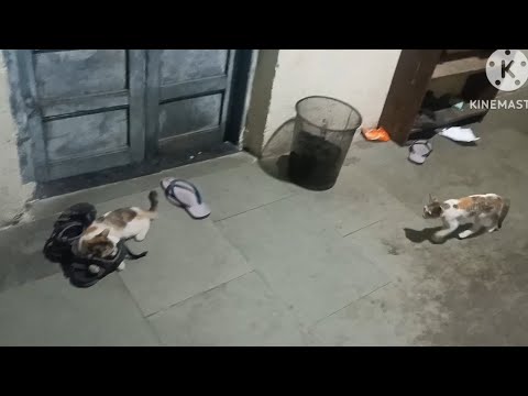 Two Cute Cats fight in WWE style!!🐈🐈 #cat #funnycats #catshorts