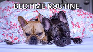 My Dogs Special Bedtime Routine