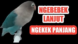 Download lagu lovebird ngetik ngekek panjang ngapal, ngetik memanggil lawan 100% jitu ,lovebird ngekek mantap mp3 Download lagu lovebird ngetik ngekek panjang ngapal, ngetik memanggil lawan 100% jitu ,lovebird ngekek mantap mp3