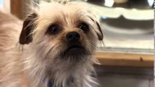 PRETTY LITTLE DOGGIE with score.