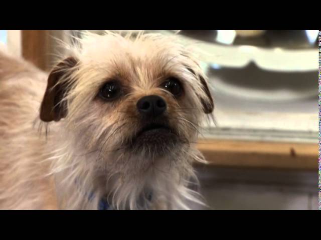 PRETTY LITTLE DOGGIE with score.