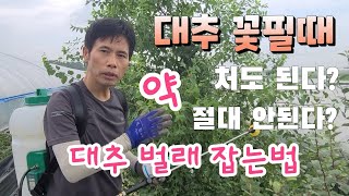 왕대추 벌레 퇴치법 !!  대추나무 꽃필때 약처도 된다 안된다 정답은 ?Wang jujube insect e…