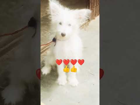 #love #song dog 🐕🐕🐕🐶