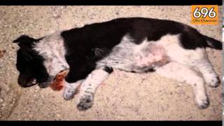 cuccioli-massacrati-immagini-choc