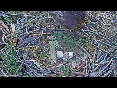 Red Tailed Hawk hatching 4-11-2018
