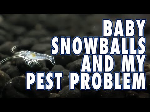 Can I Catch Any Pests and Keep My New Snowball Babies Safe?!