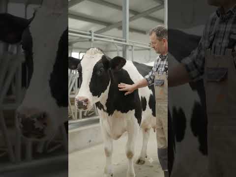 दूध निकालने के बाद गाय को तुरंत क्यों नहीं बैठना चाहिए? 🐄 | Dairy Farming Tips #pashushala