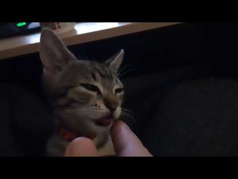 Kitten suckling Vitamin and probiotic paste