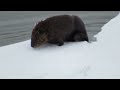 Beaver Has A Case Of The Mondays ViralHog