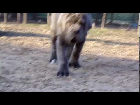 Neapolitan Mastiff puppy for sale