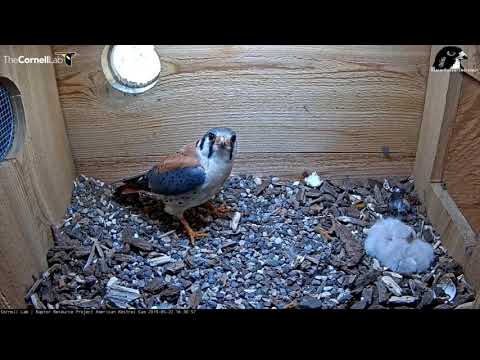 Dad and the Chicks—American Kestrel Cam (5/22/19).