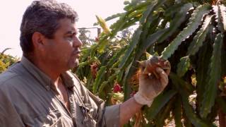 How to Harvest Pitahaya