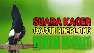 Download lagu Suara kacer, pancingan kacer ngeplong, masteran kacer durasi panjang Berjam jam! mp3
