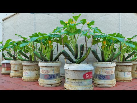 Garden Why is it so easy to grow zucchini Discover how to grow zucchini at home