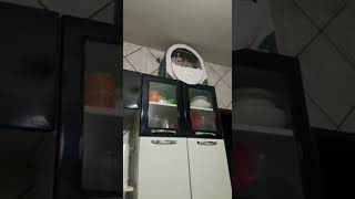 PARDO JAO-012  7 MESES