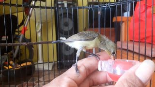 Download lagu KONIN IJOAN ! KONIN DARI HARI KE HARI! 8.8.2024 mp3