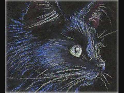 gatito negro