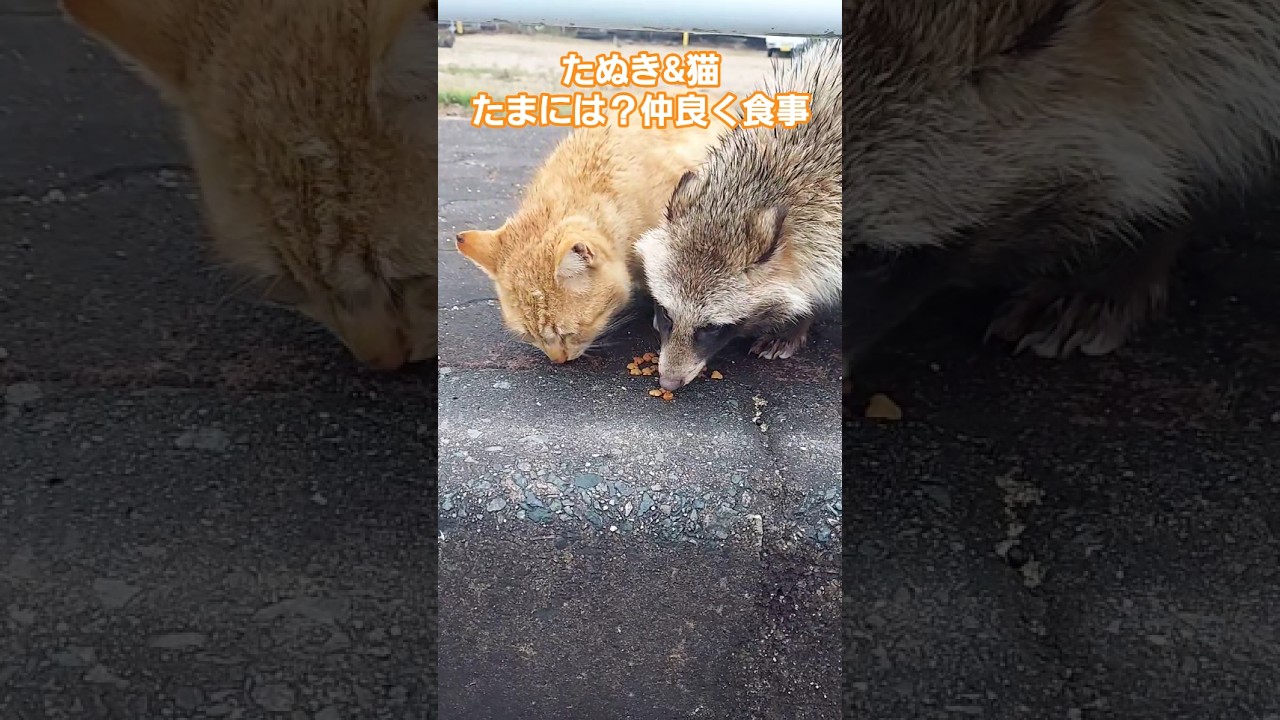 たぬき&猫～たまには？仲良く食事