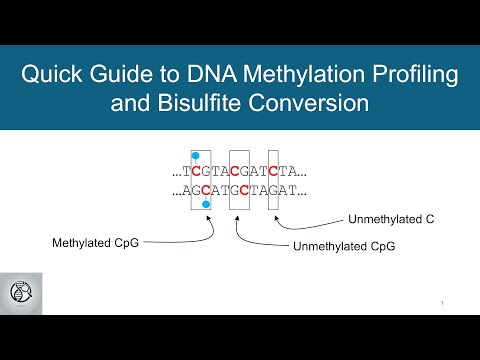 Quick Guide to DNA Methylation Profiling and Bisulfite Conversion