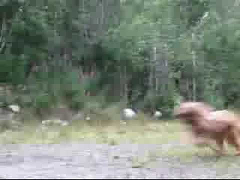 briard Monika - training long distance attack