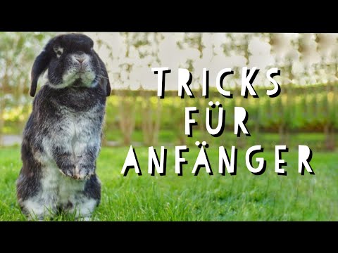 , title : 'Kaninchen TRICKS beibringen für ANFÄNGER 😍 || Pfötchenbande'