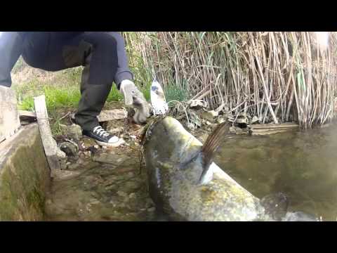 Panic Brothers - Ebro Catfishing May 2014