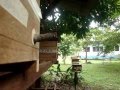 Scaptotrigona Sp