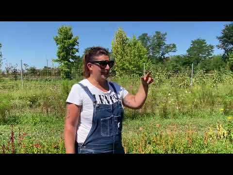 Zia Nina, la Flower Farm trevigiana a conduzione familiare