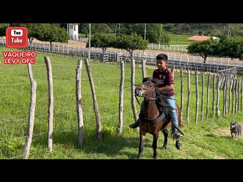 COWBOY LEVY FELL OFF PONY