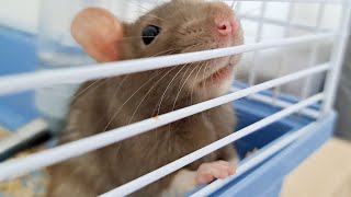 🐭Rat at home. Playing with rat , amazing Pet 🐁
