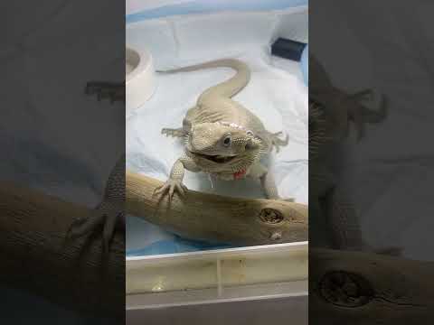 高夠力 爬蟲專用飼料