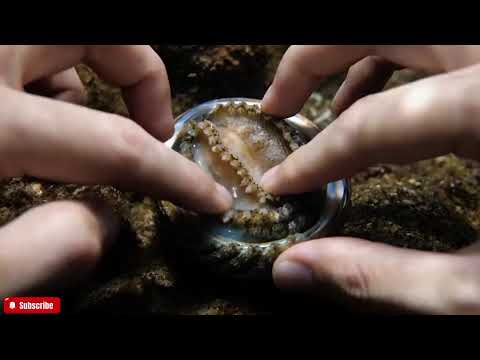 🔴 The FRESHEST Abalone ASMR You'll Ever See | Close-Up Visuals & Natural Ocean Sounds