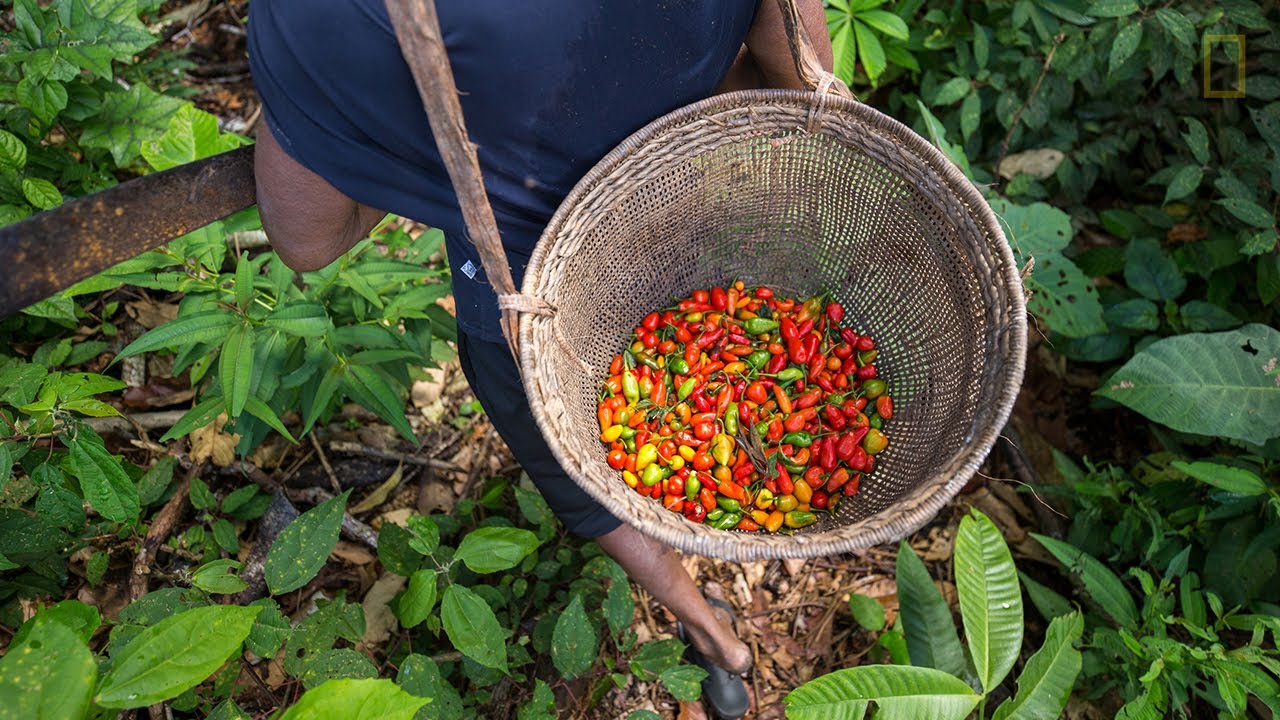 Produtos da floresta | Sistema Agrícola Tradicional do Rio Negro