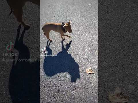 MachoBoo-X RBJ/Boyels/Bolio