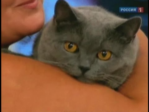 Цирроз печени: сколько живут и какая продолжительность жизни? Цирроз печени: сколько живут и какая продолжительность жизни?