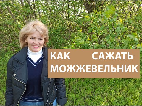 КАК САЖАТЬ МОЖЖЕВЕЛЬНИК. КАК ПРАВИЛЬНО ПОСАДИТЬ МОЖЖЕВЕЛЬНИК. Посадка и уход за можжевельником