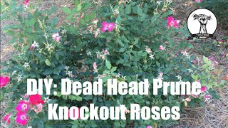 DIY: How to Prune or Dead Head Knockout Roses