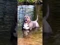 Devil Dog 😱  👉 Shortfeed