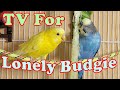 12 Hr If Your Budgies Don T Chirp Playing This Video Will Help Lonely Birds Start To Chirp