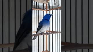 Download lagu Tembakan Panjang Burung Kehicap Ranting#shorts mp3