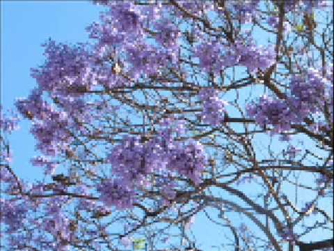 Buenos Aires Jacarandá