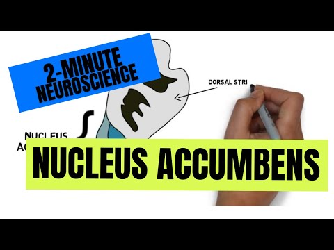 download lagu mp3 mp4 Nucleus Accumbens, download lagu Nucleus Accumbens gratis, unduh video klip Nucleus Accumbens