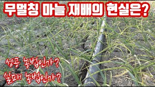 마늘 무 멀칭 재배의 현실은??? 성공인가??? 실패인가??? 물 관리 잘하고 계시죠?