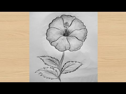 How to draw a Hibiscus flower easy 🌺