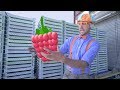 Blippi Raspberry Factory Tour | Learn Machines for Kids and FRUIT!