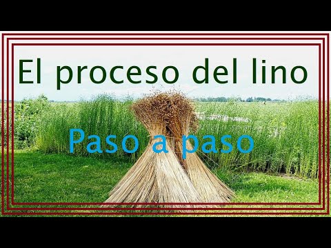 , title : 'Proceso  del lino  ¡¡¡PASO A PASO!!!'